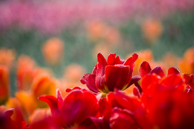 Close-up of red flowers