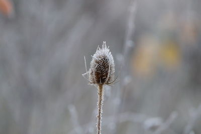 Close-up of wilted plant