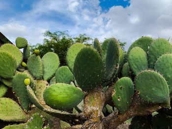 Close-up of cactus growing on tree against sky