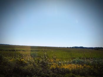 Scenic view of field against clear sky