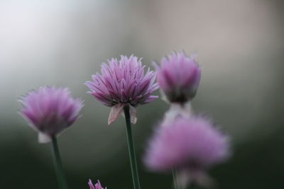 Pink chives blossom in summer