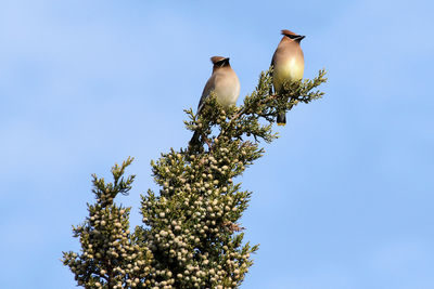 Low angle view of bird perching on plant against sky