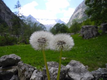 Close-up of dandelion on field