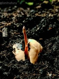 Close-up of a mushroom