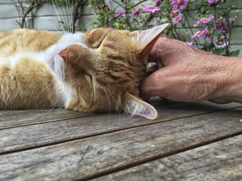 Cropped hand of person touching cat on table