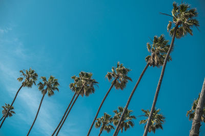 Low angle view of palm trees against blue sky