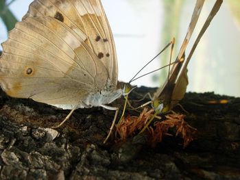 Close-up of butterfly