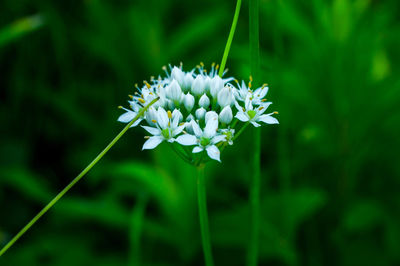 Close-up of white flowers