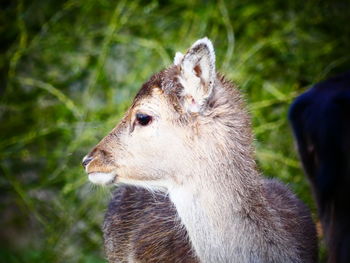 Close-up of deer