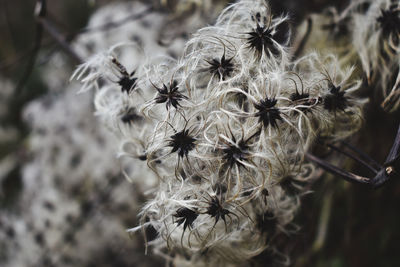 Close-up of wilted dandelion flower