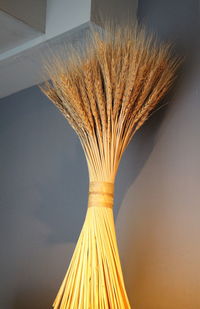 Close-up of dried plant against white background