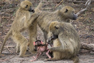 Monkeys in a farm