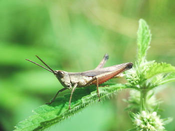 Close-up of grasshopper on plant