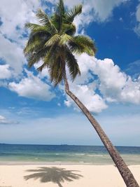 Palm tree by sea against sky