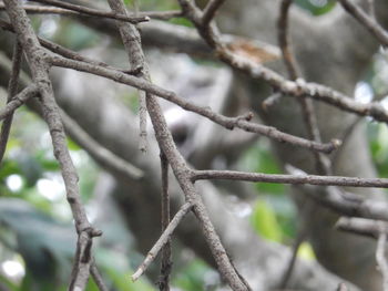 Close-up of tree branch