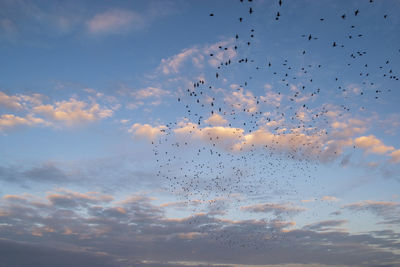 Low angle view of birds flying in sky