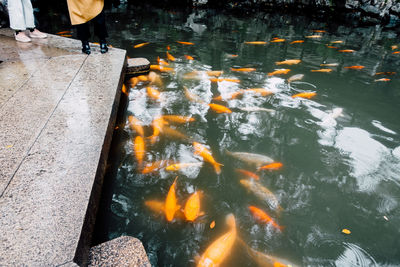 High angle view of koi carps swimming in lake