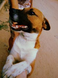 Close-up of dog looking at home