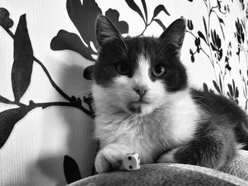 Close-up portrait of cat sitting at home