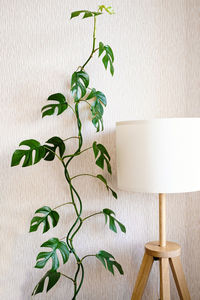 Liana rhaphidophora tetrasperma or monstera minima stands next to a stylish lamp 