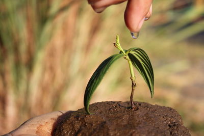 Cropped hand putting water drop on sapling