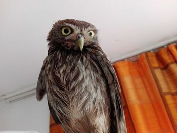 Close-up of a bird