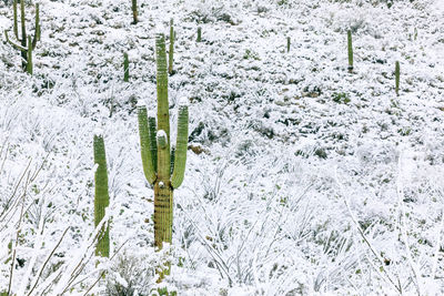 Plants growing on snow covered land