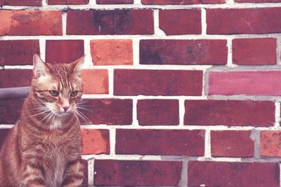 Portrait of cat on brick wall