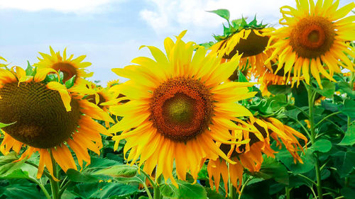 Close-up of sunflower on plant against sky