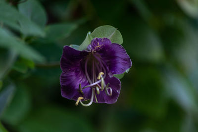 Close-up of purple flower