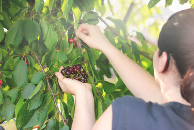 Close-up of woman picking cherries