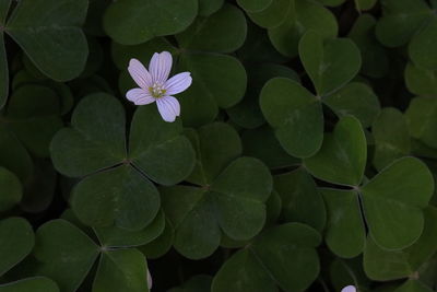 High angle view of purple flowering plant clover leaves