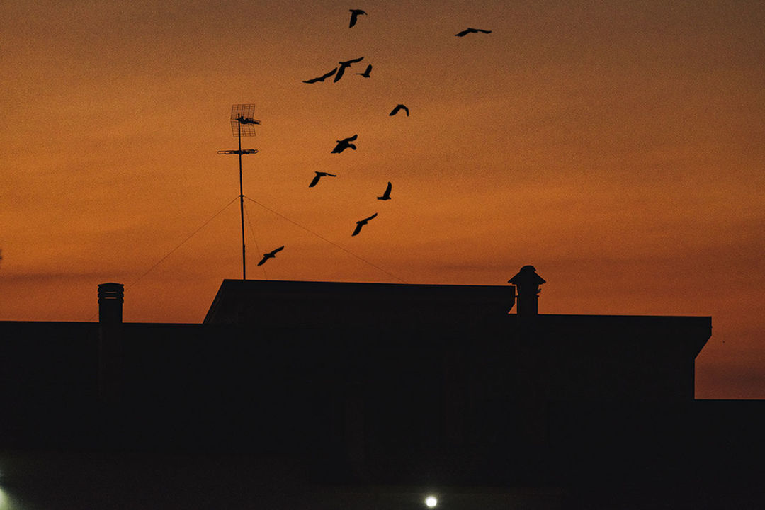 LOW ANGLE VIEW OF SILHOUETTE BIRDS FLYING IN SKY