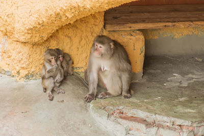 Cats sitting against wall