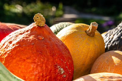 Close-up of pumpkin