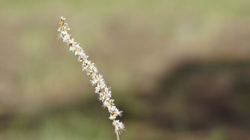 Close-up of snow on plant at field