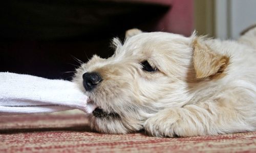 Close-up portrait of puppy relaxing at home