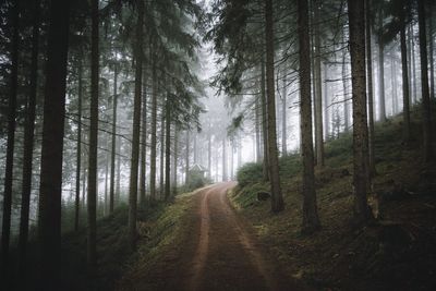 Dirt road amidst trees in foggy weather