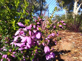 Close-up of pink flowering plant