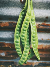 Close-up of succulent plant against wall