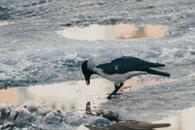 Black swan drinking water in a lake