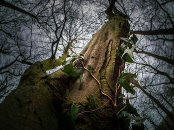 Low angle view of dead tree in forest