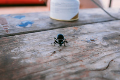 High angle view of insect on table