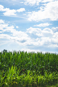 Crops growing on field against sky