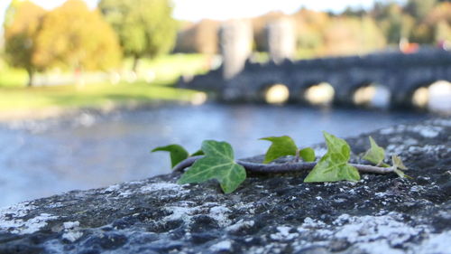 Close-up of small plant growing on rock