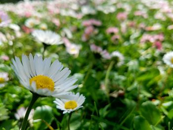 Close-up of white daisy flower