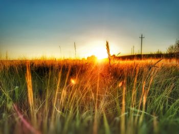 Close-up of wheat field against sky at sunset