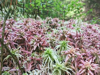 Close-up of pink flowers