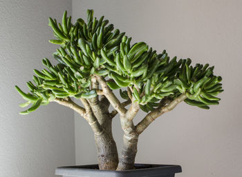 Close-up of potted plant on table against wall