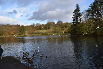 Ducks in lake